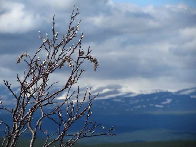 updated: Pieljekaise National Park - Lapland: where Santa Claus lives