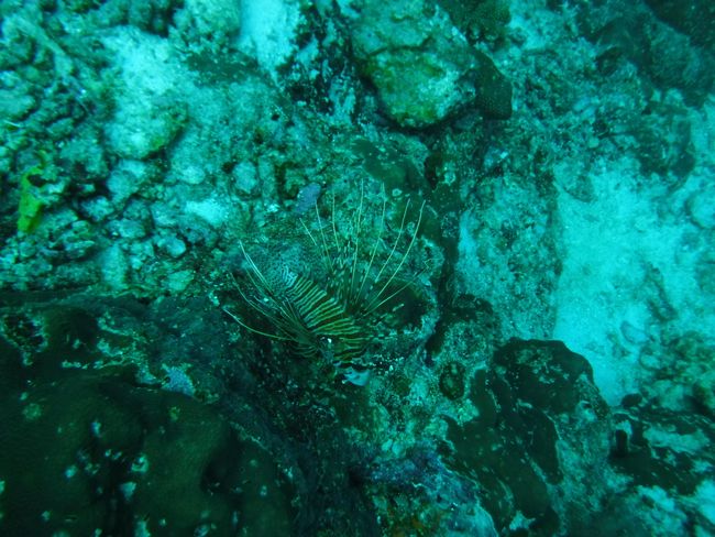 Another Lionfish