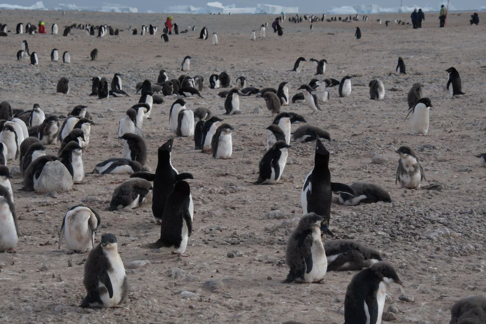 Adelie penguin colony at Cape Adare
