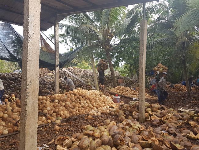 Kokosnussfarm