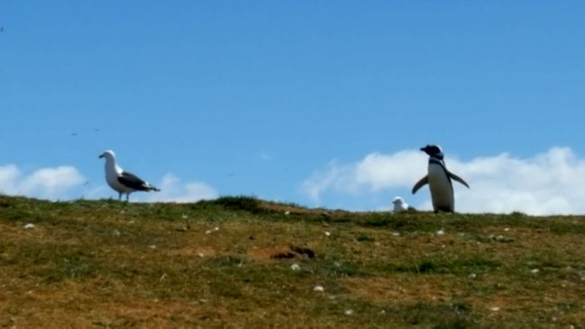 Isla Magdalena - Insel der Pinguine