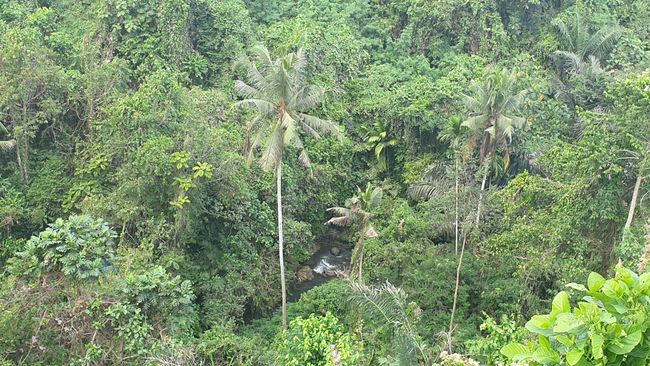 Ubud Tag 3 Dschungel&Monkeyforest
