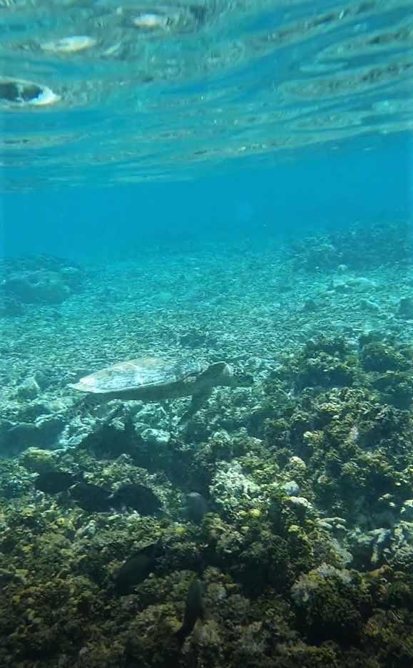 Malediven Tag 10 - Trauminsel mit Schildkröte 🐢