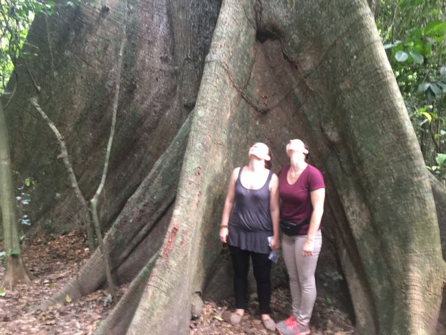 Der Baum war mehr als 300 Meter gross! Der grösste und älteste Baum in ganz Ghana