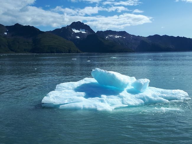 Orcas, Seals und ein Gletscher
