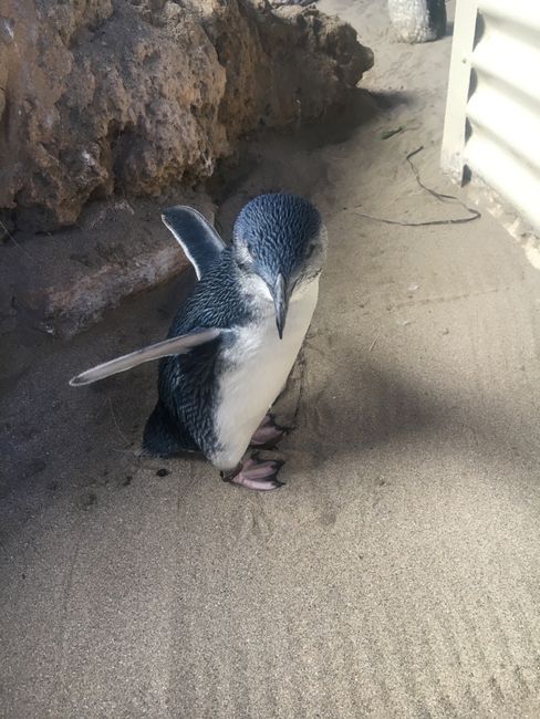 A penguin with a new plumage