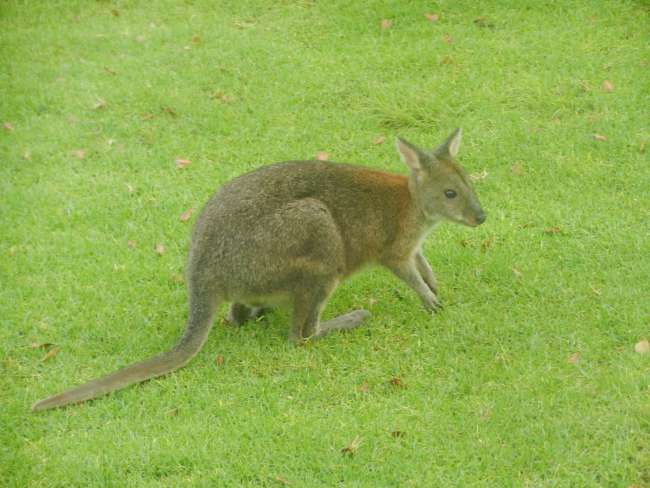 red-necked wallaby in Lamington National Park