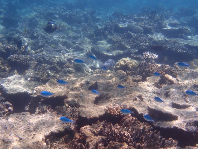 17.11.18 - Great Barrier Reef