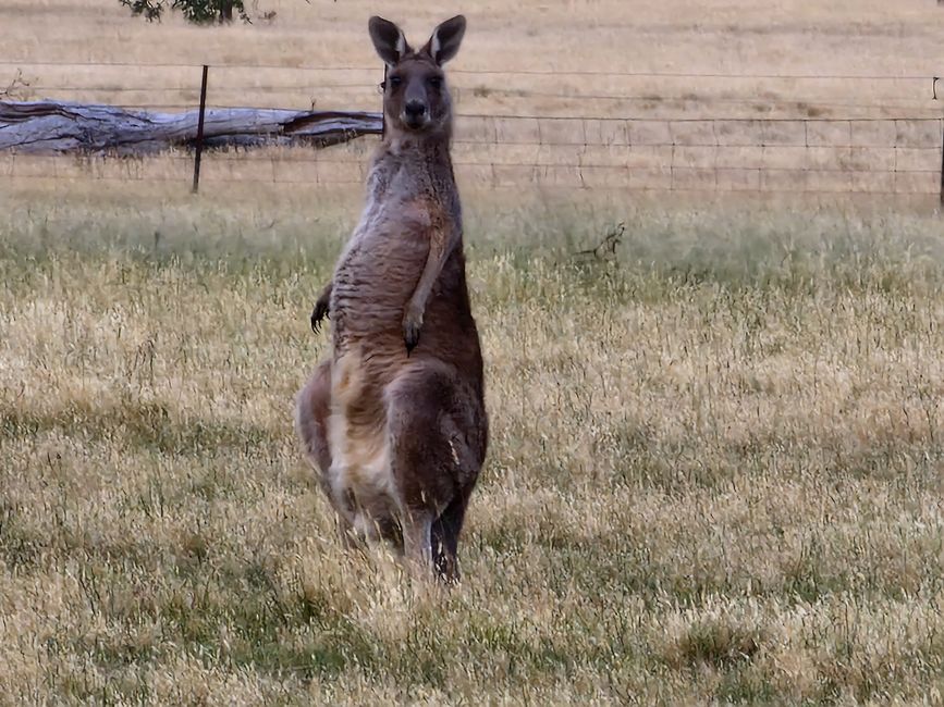 Känguruhs auf der Wiese