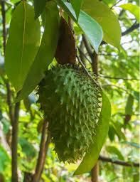 Durian - Stinkfrucht