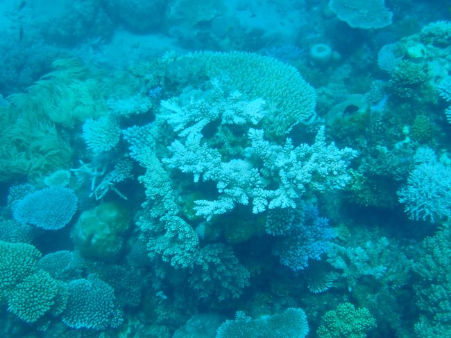 Saxon Reef