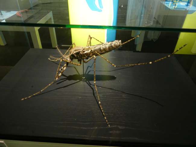 Riesenhafte Mücke im Museum of Queensland