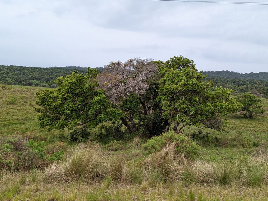 Parc marin d'iSimangaliso