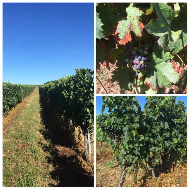 Fast vergessen... Weinreben in Bordeaux
