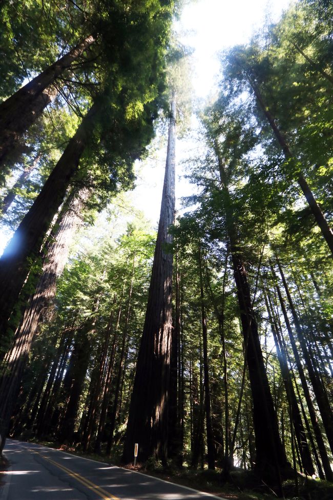 „Avenue of the Giants“ – noch mehr Baumgiganten 😉 in Kalifornien