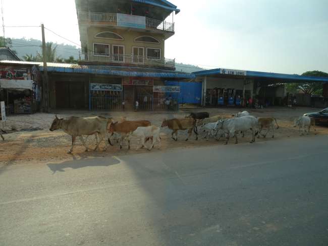 Freilaufende Kühe auf dem Weg nach Phnom Penh