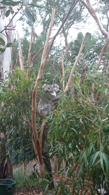 Koala bei der Auswahl welcher Zweig als nächstes gegessen wird
