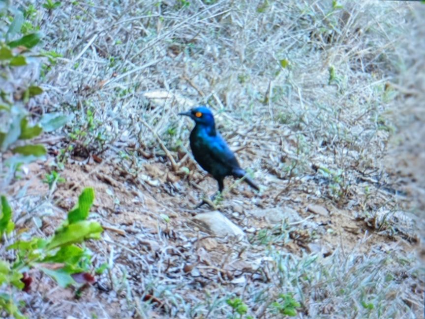 Hluhluwe-Imfolozi-Nationalparks