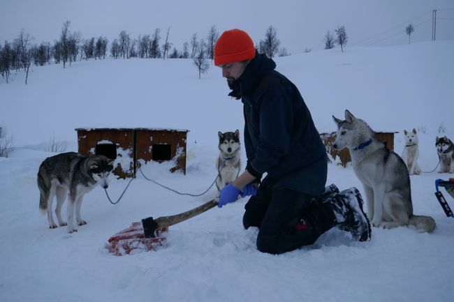 Norway Part 1: Sled Dogs and Northern Lights