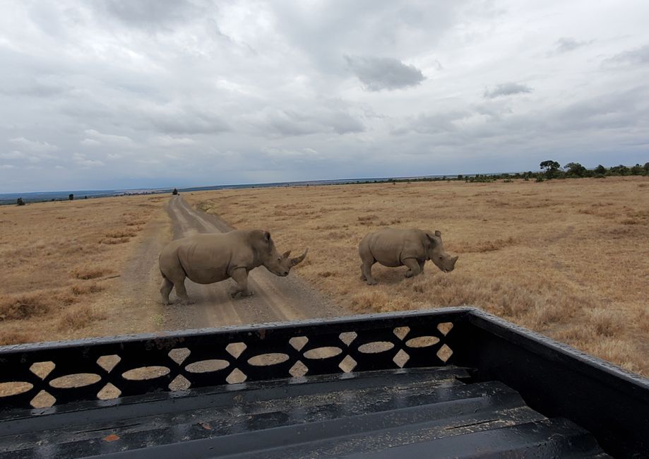 Warning! Rhino family crossing