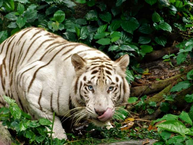 White Tiger - 'Feeding the predators'
