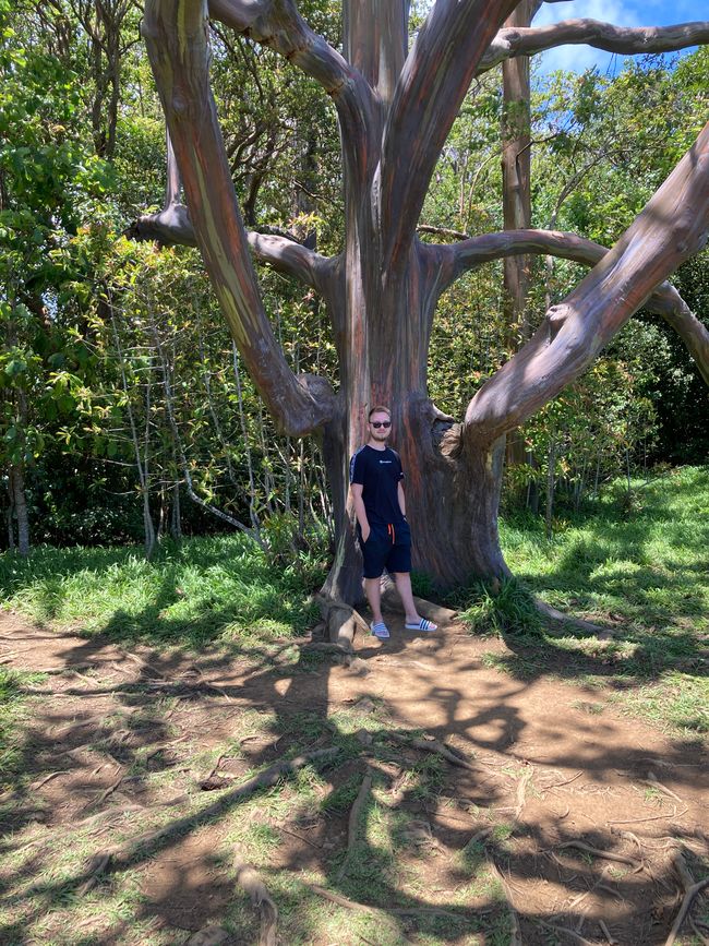 Road to Hana - Rainbow Eucalyptus Trees