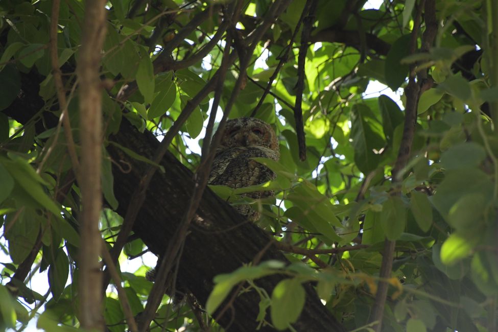 Pench NP - Owl