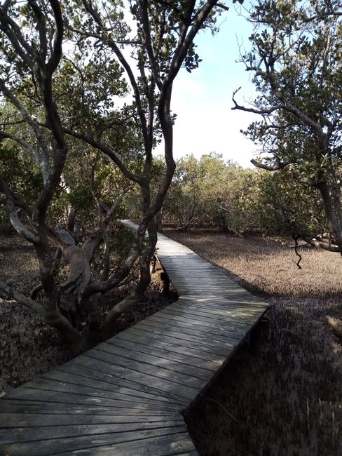 The path also led us through mangroves