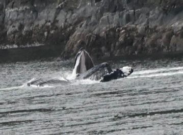 Humpback Whale doing Bubble Net Feeding