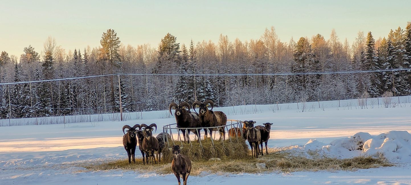 Lulea  30.Januar-9.Februar 2022