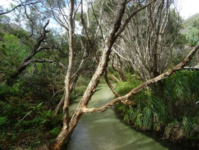 Eli Creek auf Fraser Island