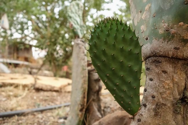 Diese jungen Blätter vom Nopal-Kaktus findet man häufig im Essen wieder. Die werden ordentlich geschält und dann natürlich scharf eingelegt. 
