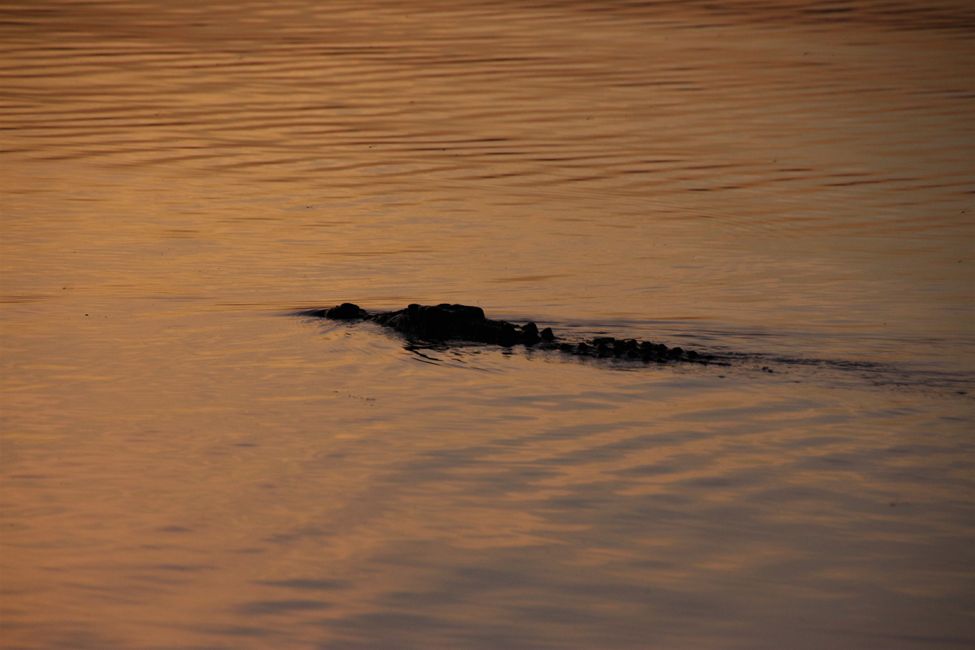 Tag 25: Kakadu Nationalpark & Yellow Water Sunset Cruise