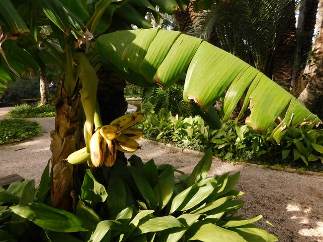 the Kaiser palm, named after Empress Sissi; 8 palm arms that are nourished by a mother stem and weigh a total of 8 tons