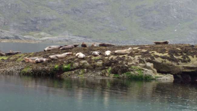 Seals, Isle of Skye! 