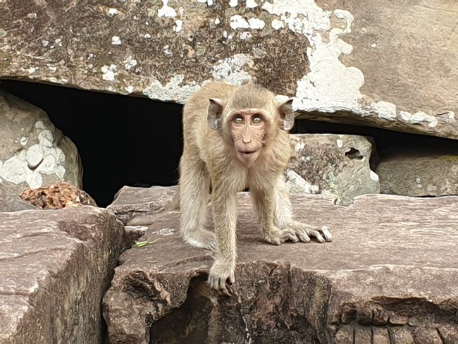 Monkeys at Ta Prohm