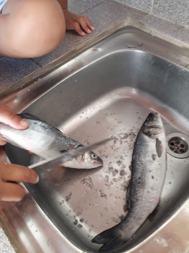 DIY fish cleaning