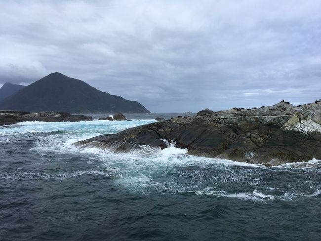 Auf den Klippen am Meereseingang leben Robben