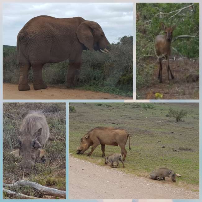 Addo Park with little town