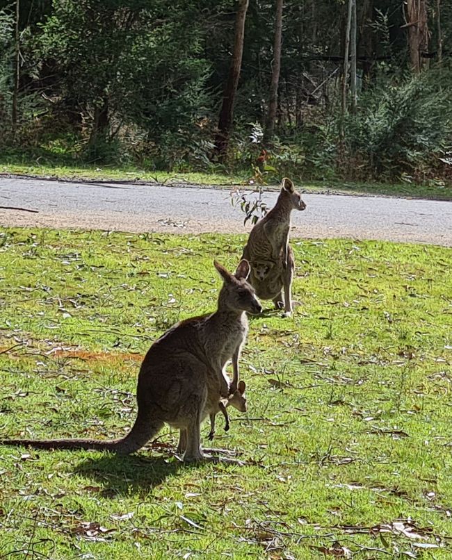 Day 10+11 - The Grampians, kangaroos with joeys