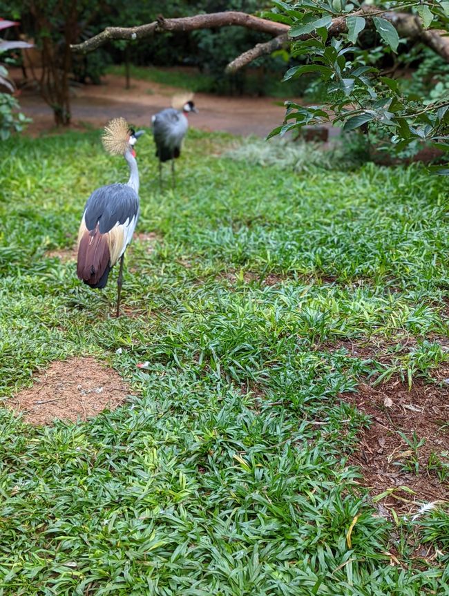 07.06.2022 - Vogelpark und Wasserfälle