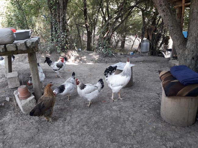 Hühner im Garten von Aliyevs