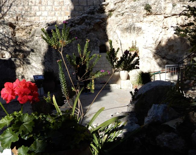 ... y aquí está. Escondido detrás de las plantas