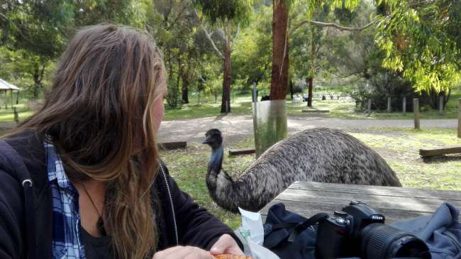 Ein Emu auf Essenssuche