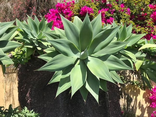 Botanischer Garten von Madeira – Botanical Garden