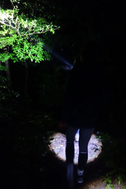 Night hike in Monteverde