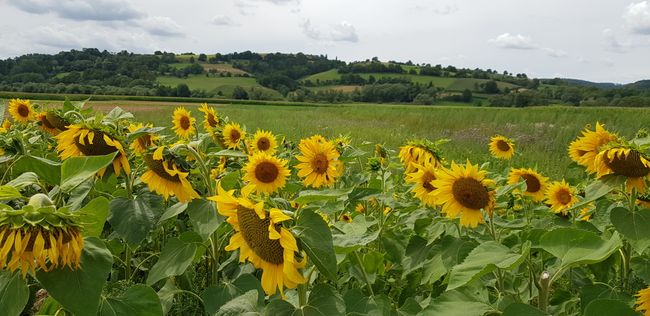 Sunflowers: regular companions on the way