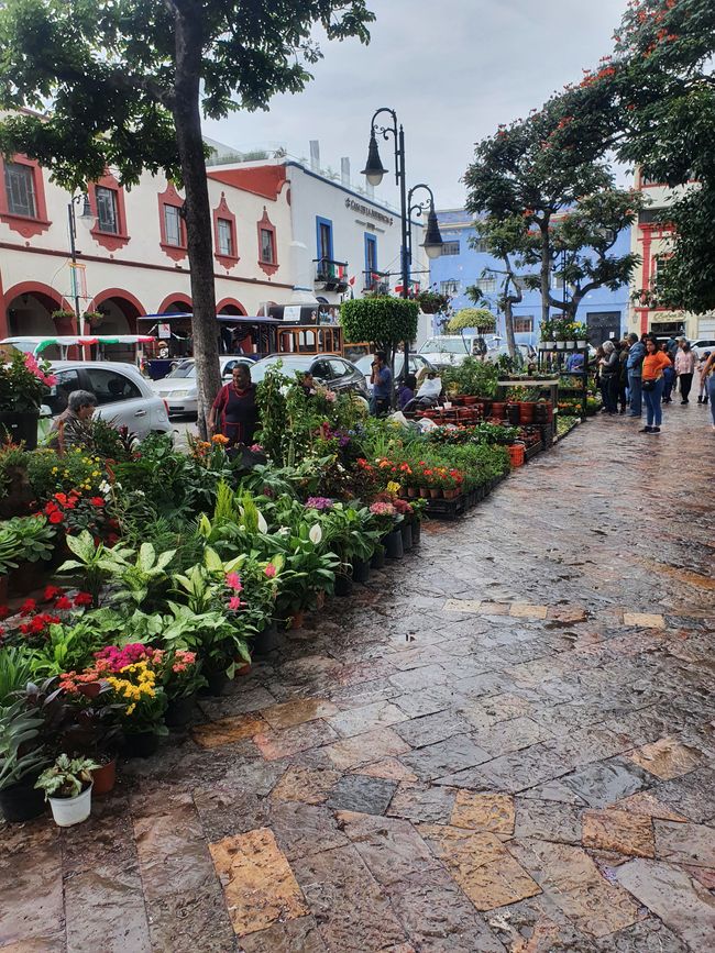 Lots of plants in the downtown area of Atlixco
