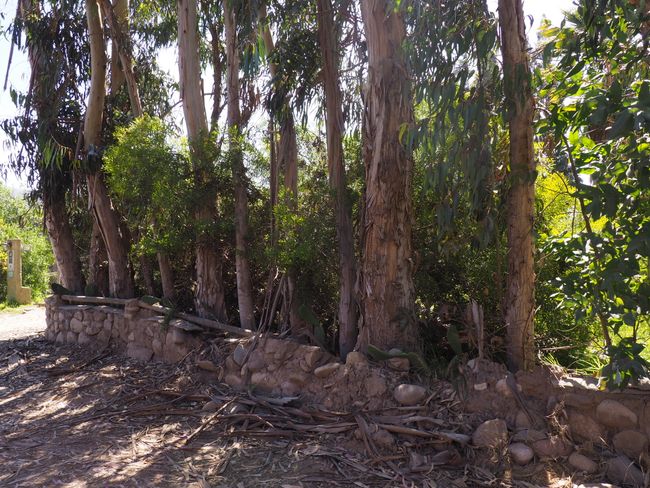 Altovalsol - Duftender Eukalyptus vor der Haustüre