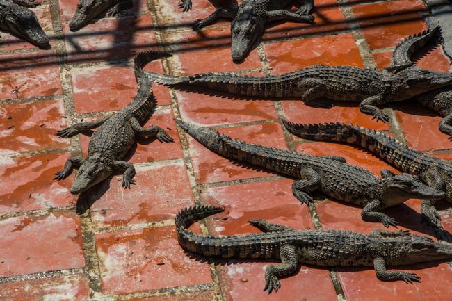Tag 62: Krokodilfarm und Weiterreise nach Siem Reap